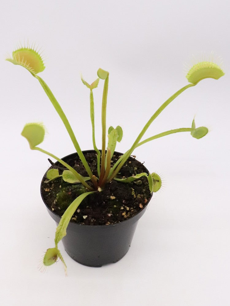 Dionaea muscipula "GC Slim crested"