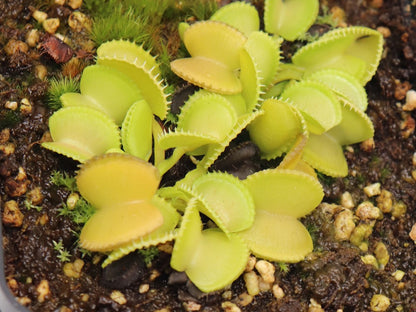 Dionaea muscipula 'Green Wizard'