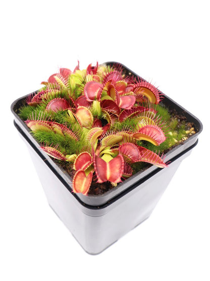 Dionaea muscipula "Hard Red Line"