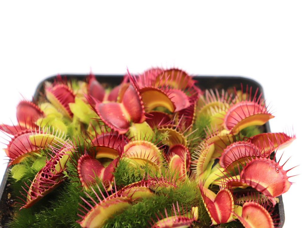 Dionaea muscipula "Hard Red Line"