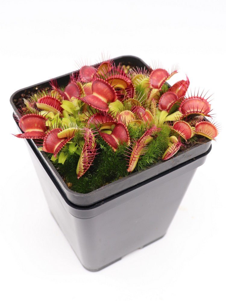 Dionaea muscipula "Hard Red Line"