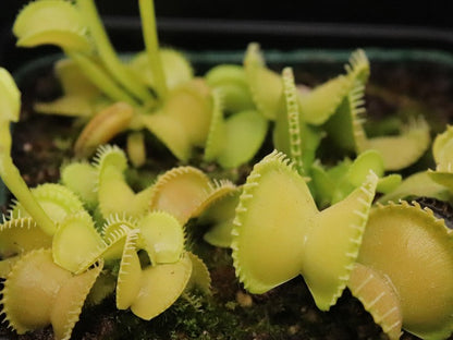 Dionaea muscipula 'Harmony'