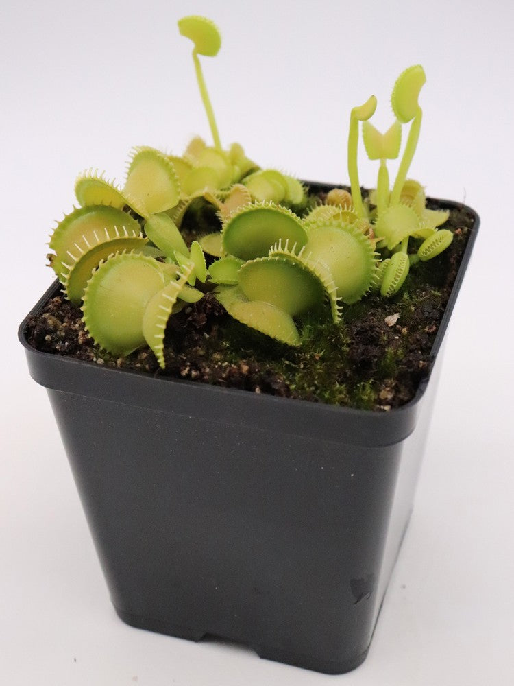 Dionaea muscipula "CK Harmony"