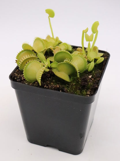 Dionaea muscipula 'Harmony'