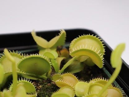 Dionaea muscipula 'Harmony'