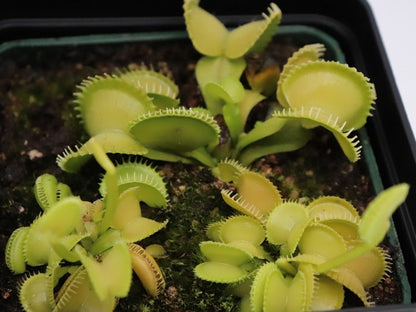 Dionaea muscipula 'Harmony'