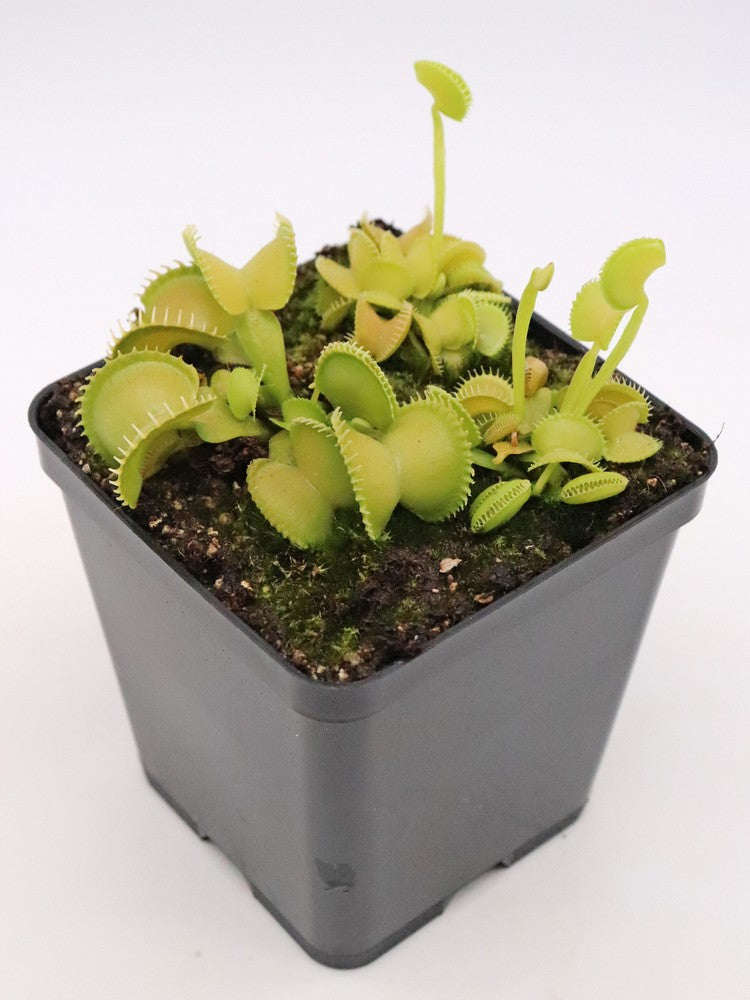 Dionaea muscipula 'Harmony'