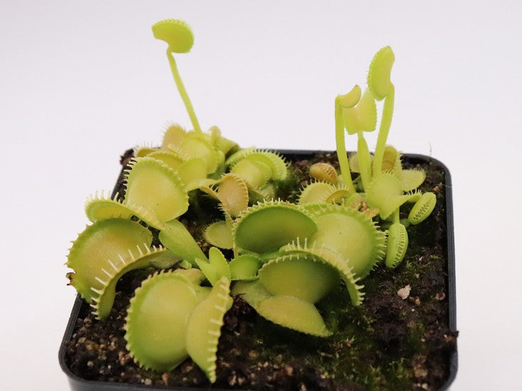 Dionaea muscipula 'Harmony'