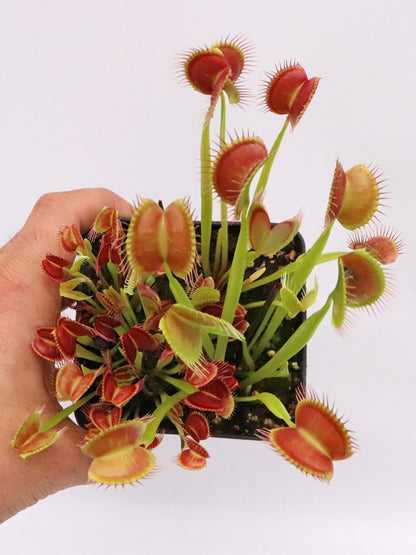 Dionaea muscipula "Melly's lipstick"