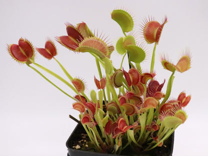 Dionaea muscipula "Melly's lipstick"