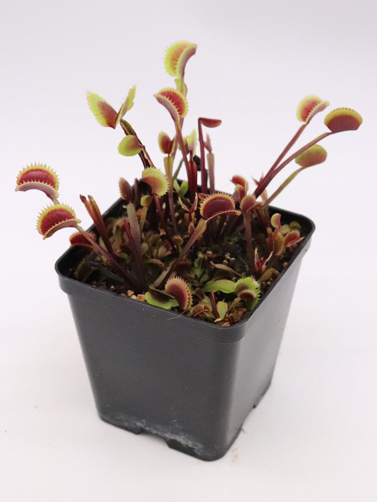 Dionaea muscipula 'Red piranha'