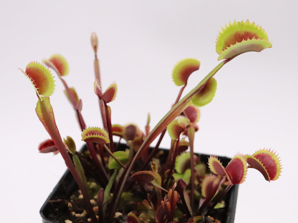 Dionaea muscipula 'Red piranha'