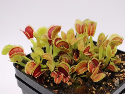 Dionaea muscipula "Sder" D.Svarc