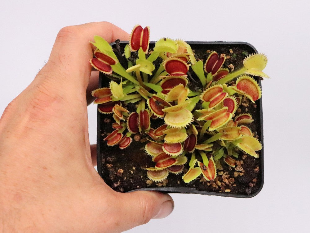 Dionaea muscipula "Sder" D.Svarc