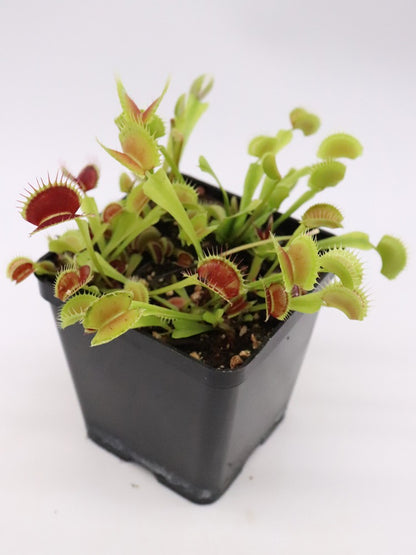 Dionaea muscipula "SL14"  Klein