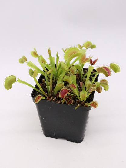 Dionaea muscipula "SL14"  Klein