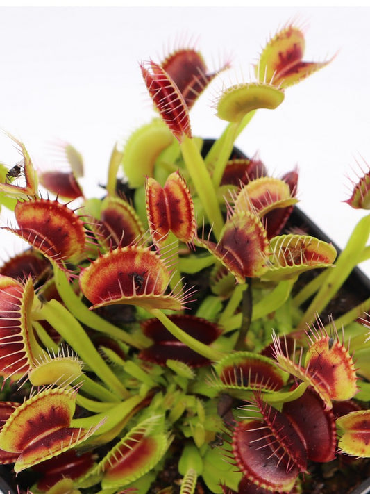 Dionaea muscipula "Smog"