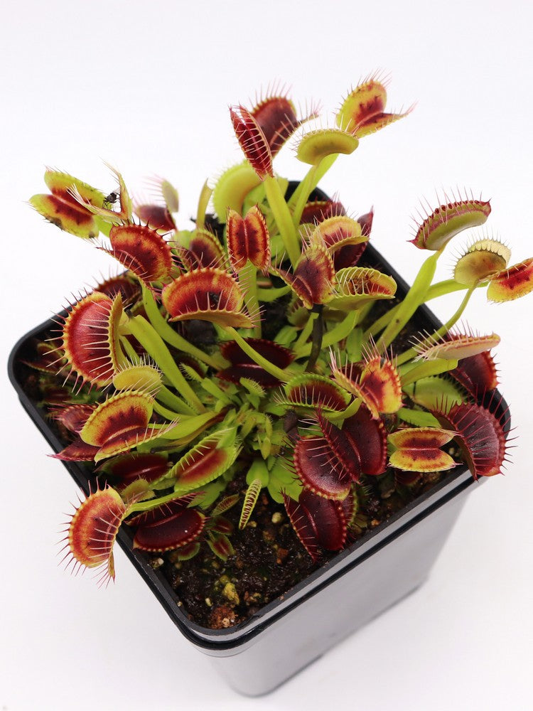 Dionaea muscipula "Smog"