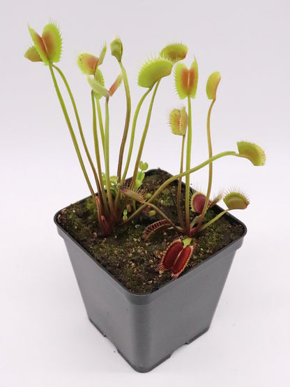 Dionaea muscipula "Sonic"