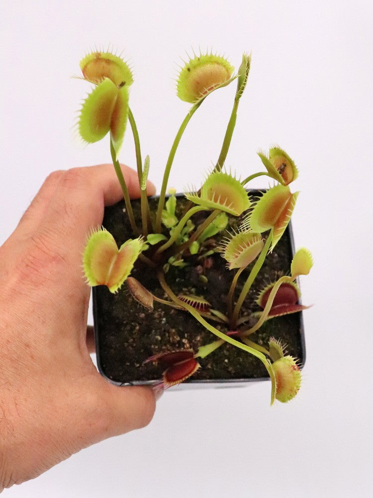 Dionaea muscipula "Sonic"