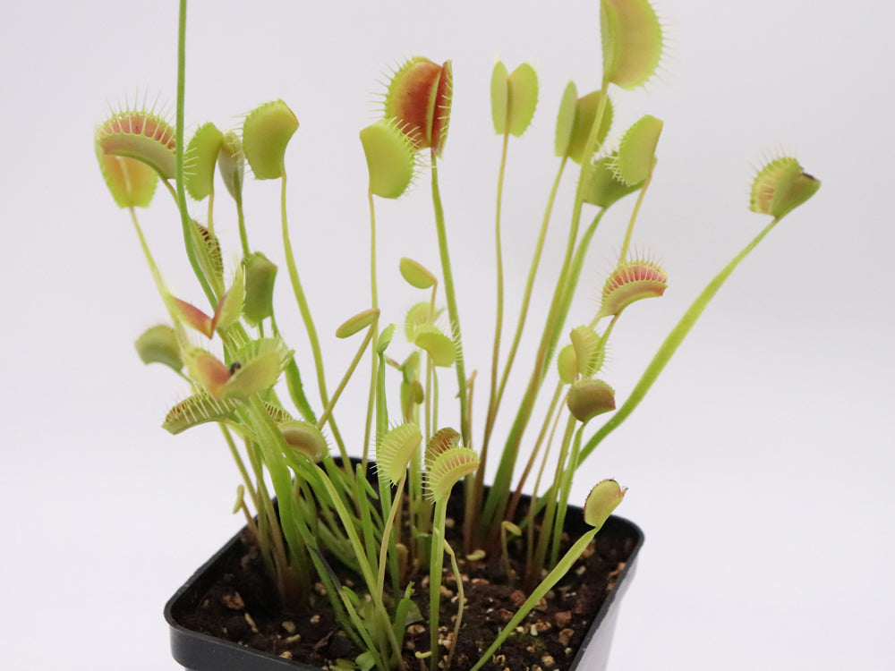 Dionaea muscipula 'Spider'