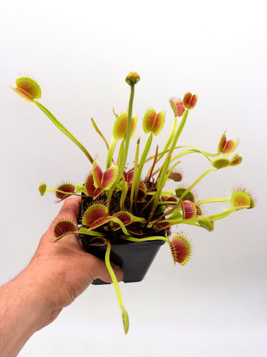 Dionaea muscipula "Spider form"