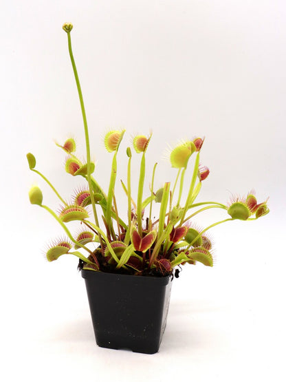 Dionaea muscipula "Spider form"