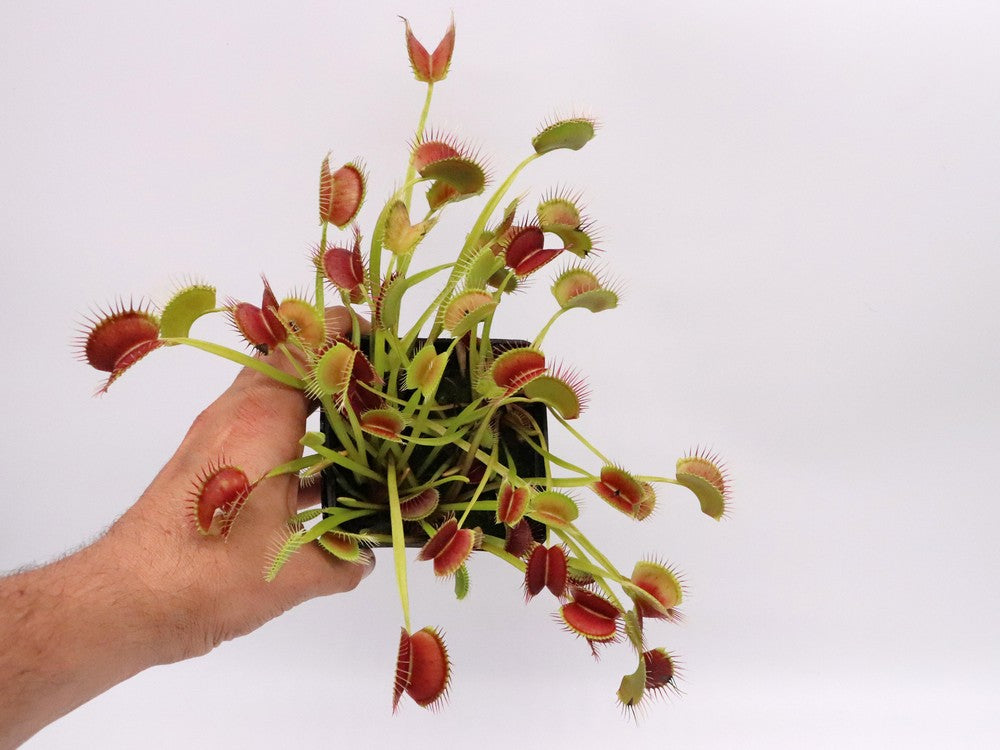 Dionaea muscipula "Towering giant"