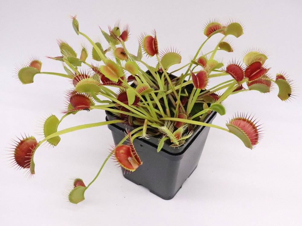 Dionaea muscipula "Towering giant"