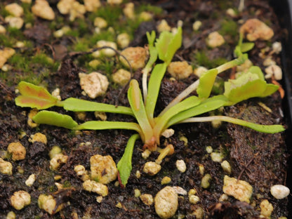 Dionaea muscipula 'Wacky traps'