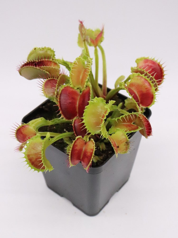 Dionaea muscipula "Wave clip"