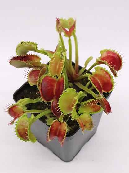 Dionaea muscipula "Wave clip"