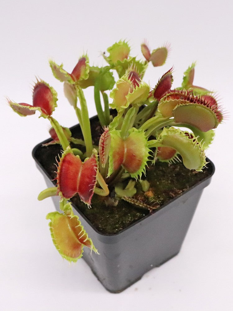 Dionaea muscipula "Wave clip"