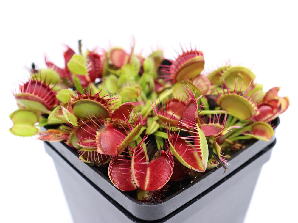 Dionaea muscipula "Webbed teeth"