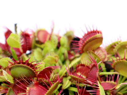 Dionaea muscipula "Webbed teeth"