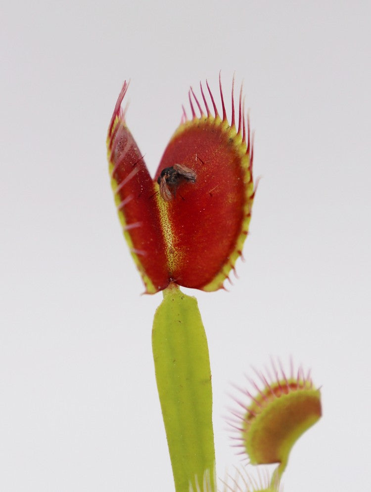 Dionaea muscipula 'WIP long snapper'