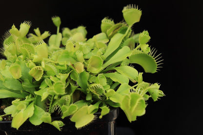 Dionaea muscipula "Double trouble"