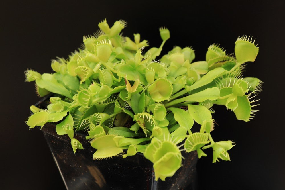 Dionaea muscipula  Double trouble