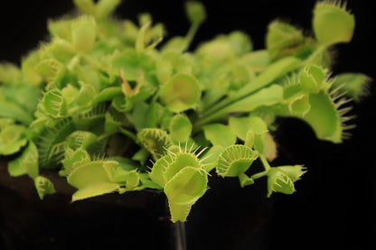 Dionaea muscipula "Double trouble"