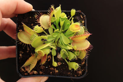 Dionaea muscipula  Double trouble