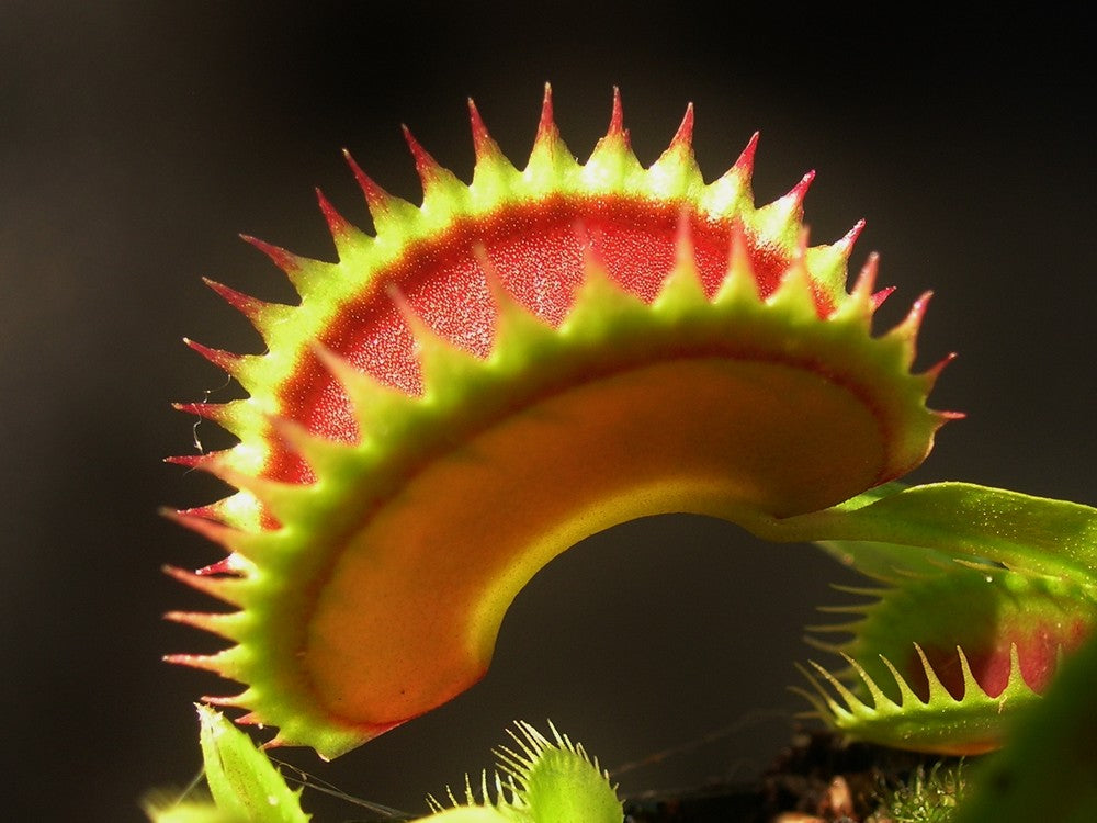 Dionaea muscipula 'Dracula'