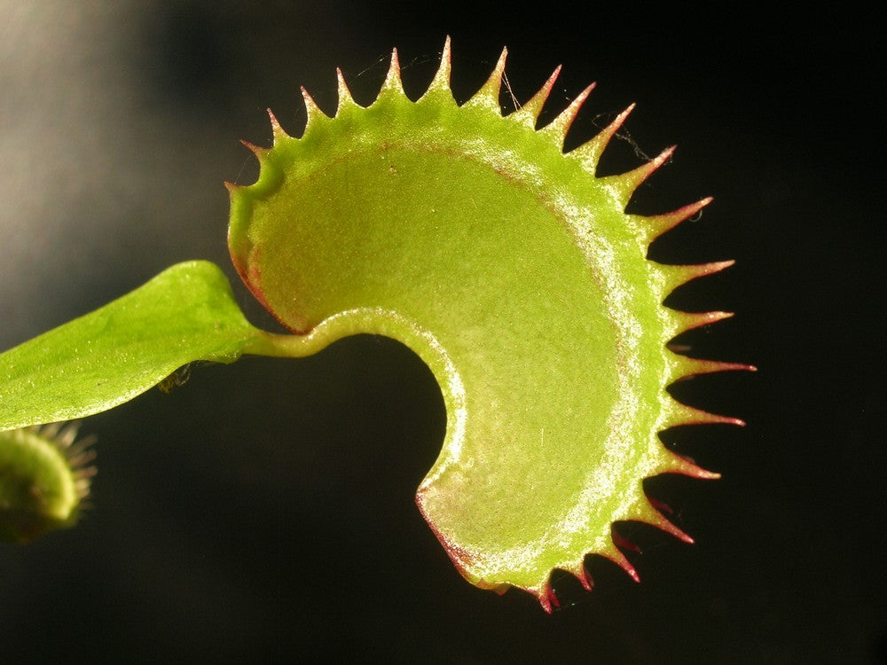 Venus flytrap 'Dracula'