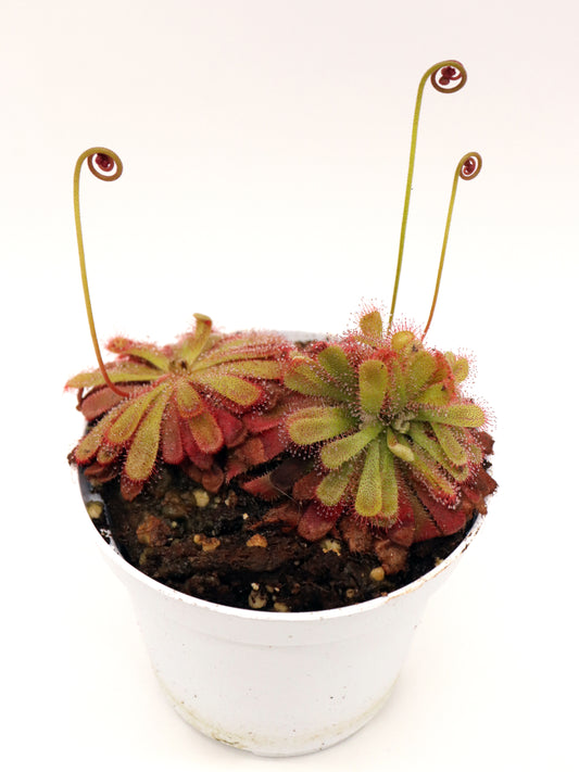 Drosera aliciae