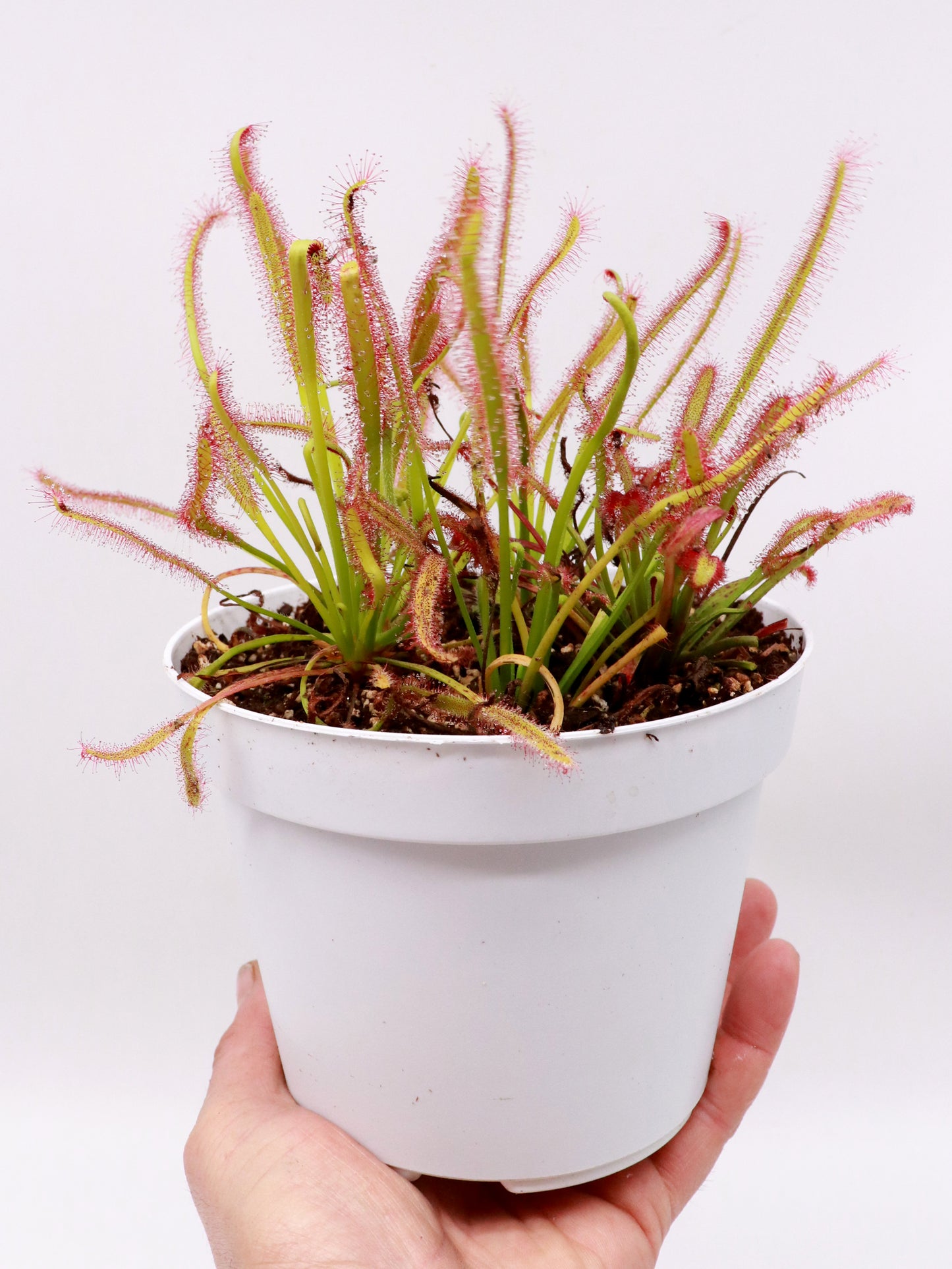 FRISCHE SAMEN von DROSERA CAPENSIS