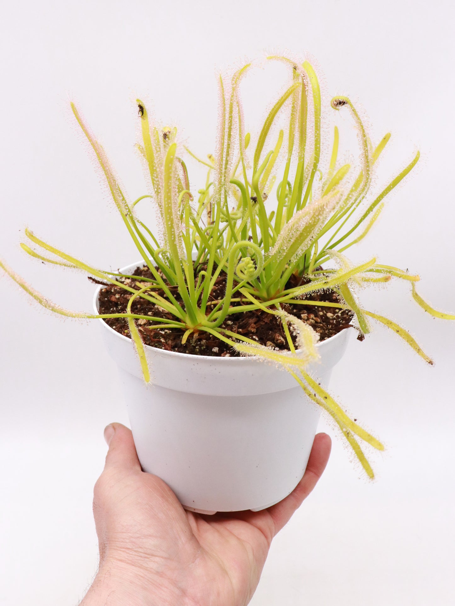 FRISCHE SAMEN von DROSERA CAPENSIS 'ALBINO'