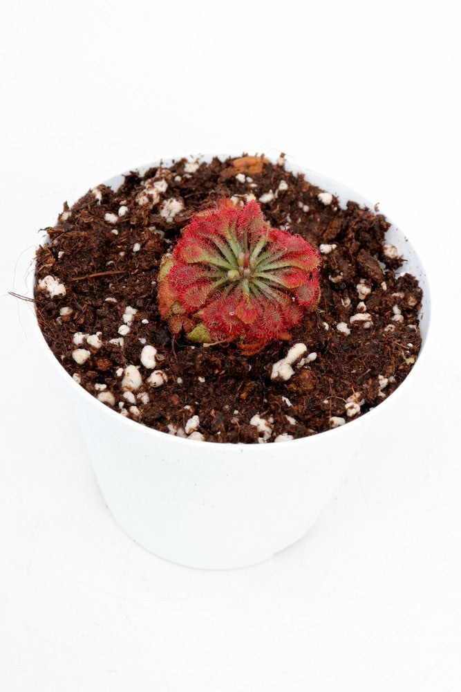 Drosera esmeraldae  Cerro Duida, Venezuela