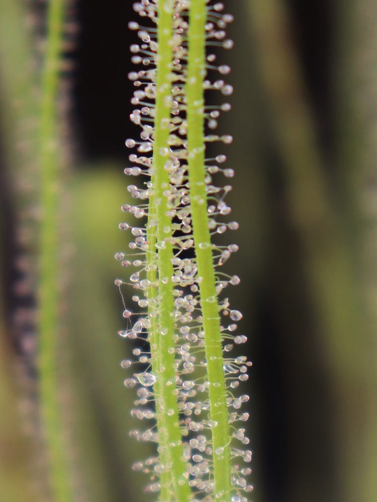 SEMI FRESCHI di DROSERA FILIFORMIS