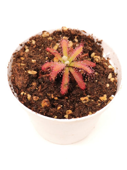 Drosera graomogolensis  Itacambira, Minas Gerais, Brazil