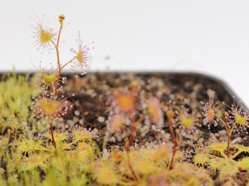 Drosera peltata