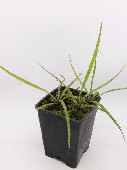 Drosera regia "Big easy"